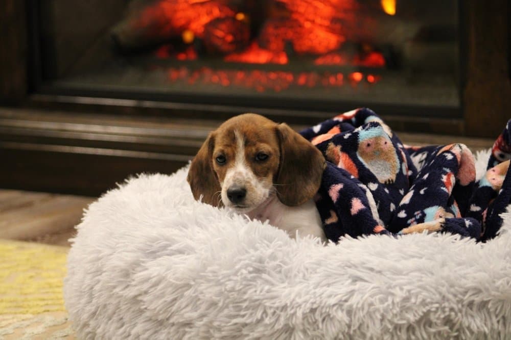 Cute brindle dachshund puppy wrapped in a cozy blanket by the fireplace – Dachshund Lovers