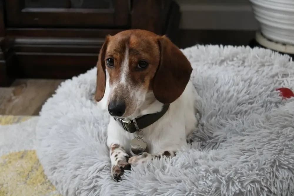 Adorable brindle dachshund relaxing on a fluffy grey dog bed indoors – Dachshund Lovers