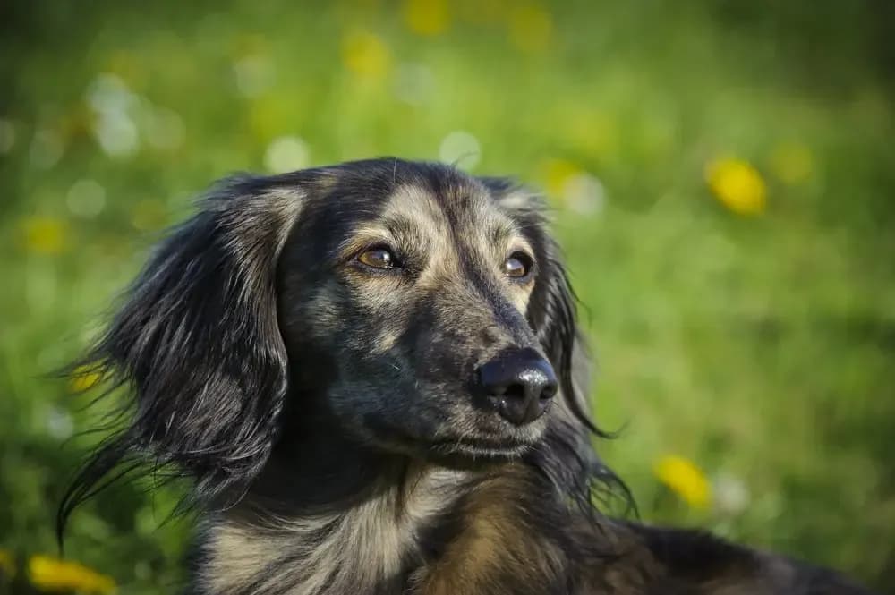 Beautiful brindle long-haired dachshund sitting on green grass in the sunlight – Dachshund Lovers