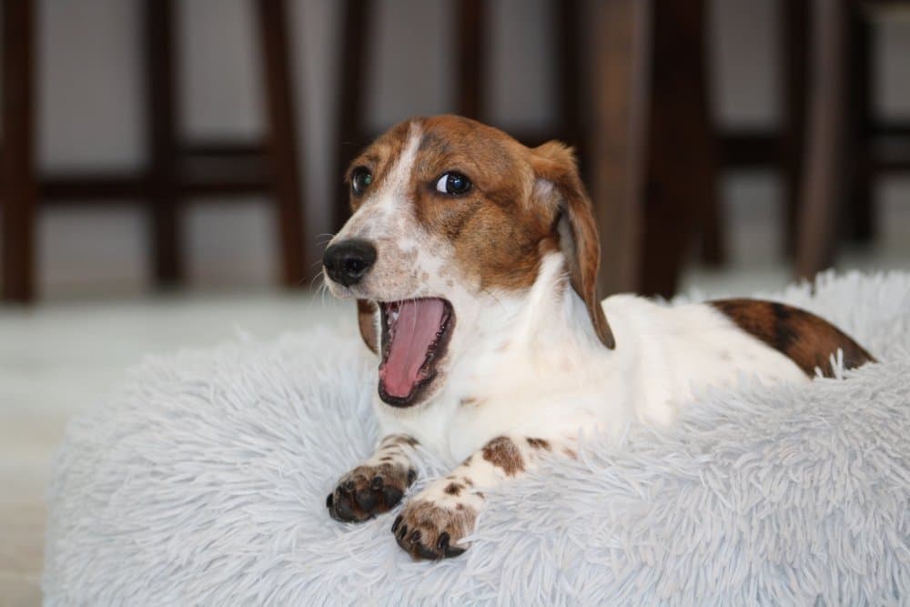 Playful brindle piebald dachshund yawning while resting on a fluffy grey dog bed – Dachshund Lovers