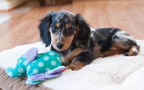 Dachshund Puppies Temperament – playful long-haired dapple Dachshund puppy resting indoors with a soft toy – Dachshund Lovers