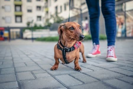 Dachshund Walking – brown Dachshund on a leash with owner wearing red sneakers during a city walk – Dachshund Lovers