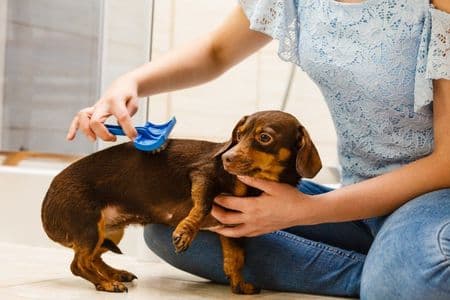 Owner brushing short-haired Dachshund with grooming brush at home – Dachshund Lovers