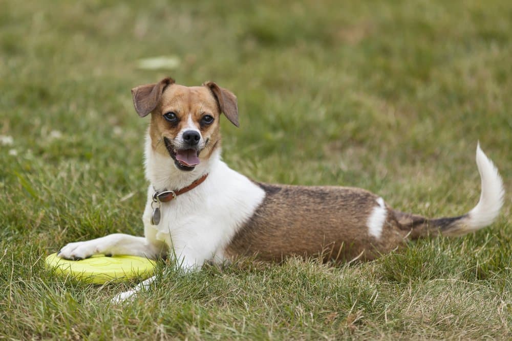 Chihuahua Dachshund Beagle mix relaxing on green grass with a frisbee toy – Dachshund Lovers