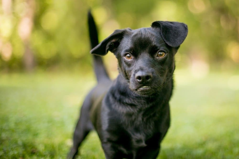 Chiweenie Puppies – black Chiweenie puppy standing on grass with alert ears and bright eyes – Dachshund Lovers