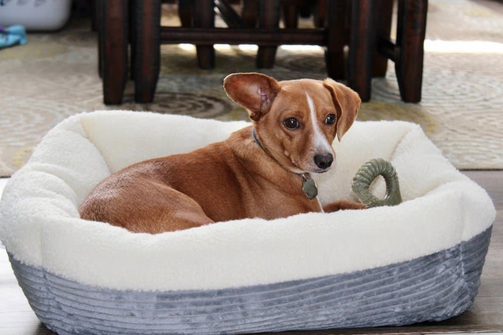Chiweenie temperament. Resting in a soft dog bed indoors with a toy – Dachshund Lovers