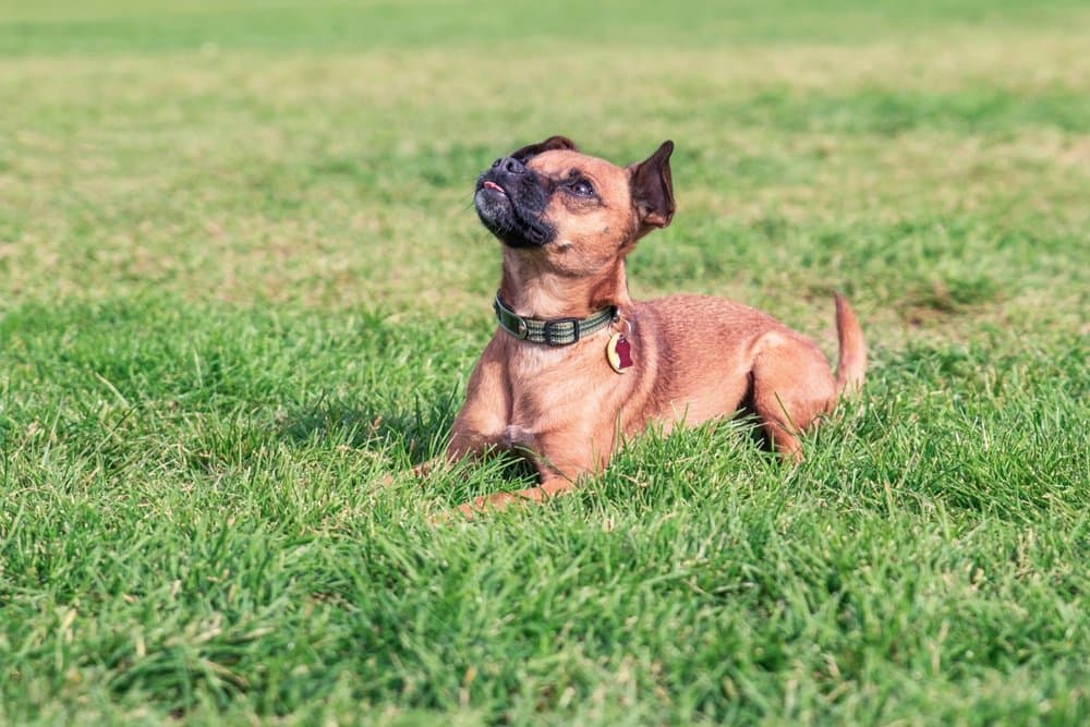 Chiweenie sitting on grass during training session looking up attentively – Dachshund Lovers