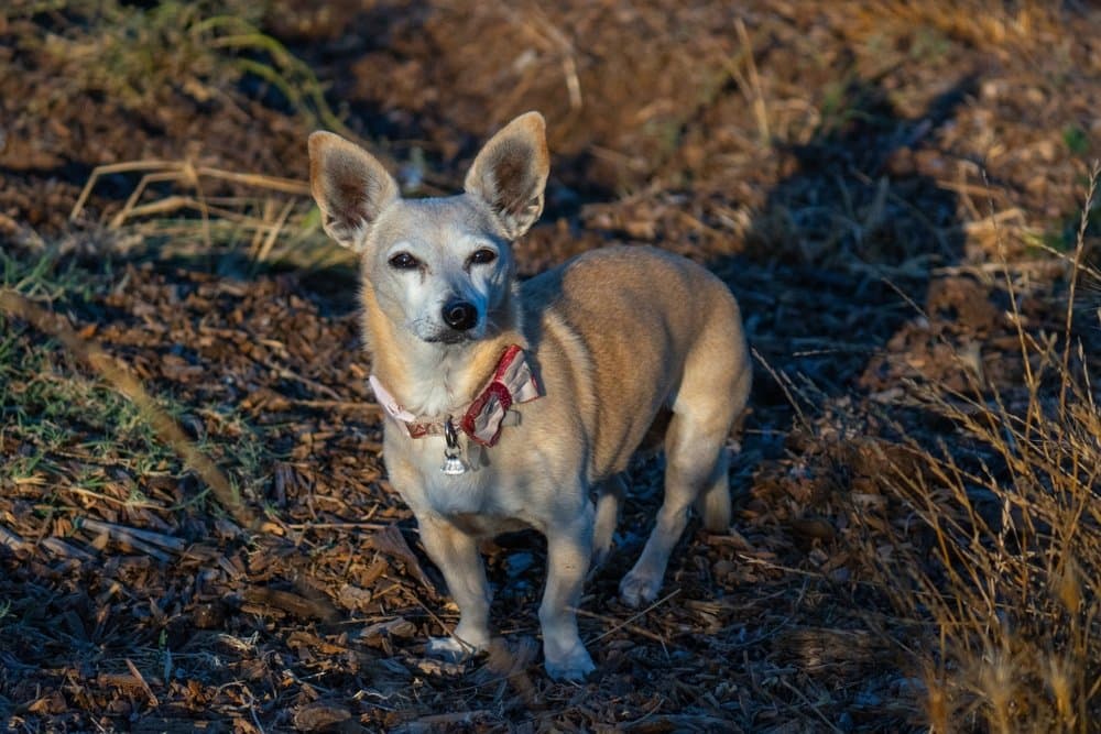 Chiweenie standing on a sunlit dirt path with ears perked up – Dachshund Lovers