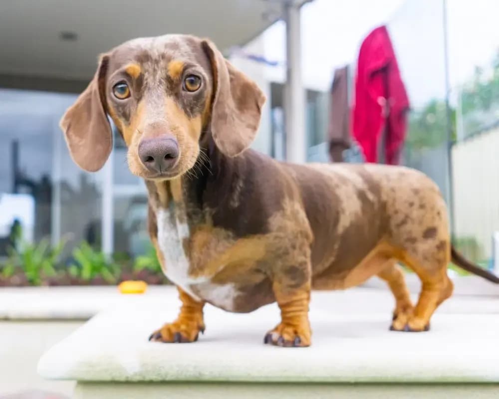 Adorable chocolate dachshund standing on a patio near a home – Dachshund Lovers