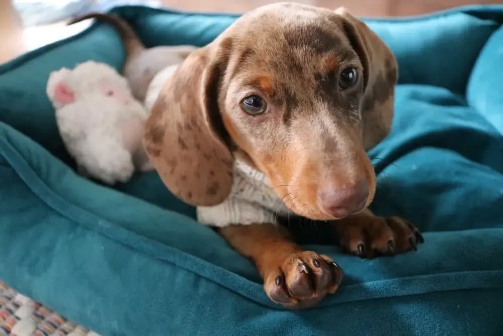 Adorable chocolate dapple dachshund puppy resting on a teal dog bed with a soft toy – Dachshund Lovers