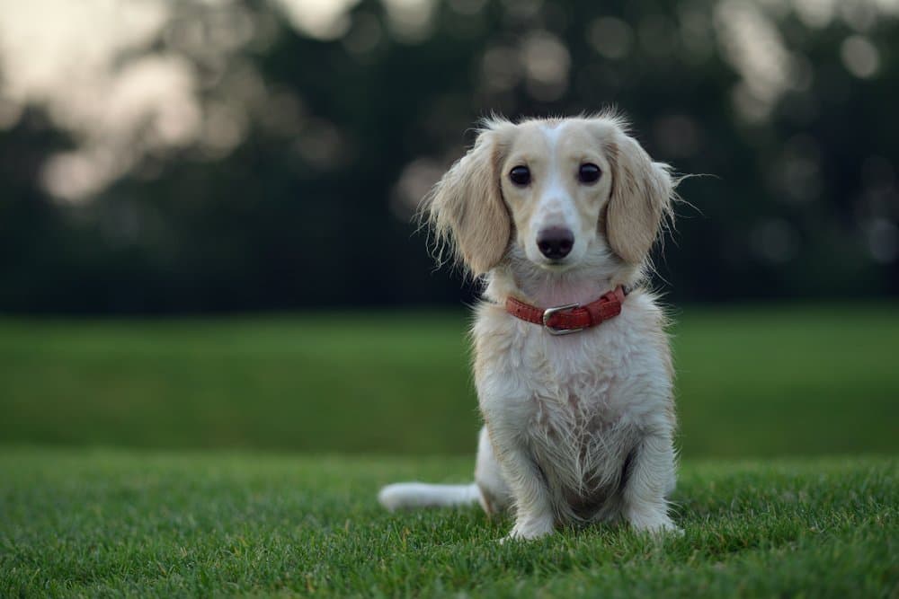 Cream Dapple Dachshund sitting on grass outdoors – Dachshund Lovers