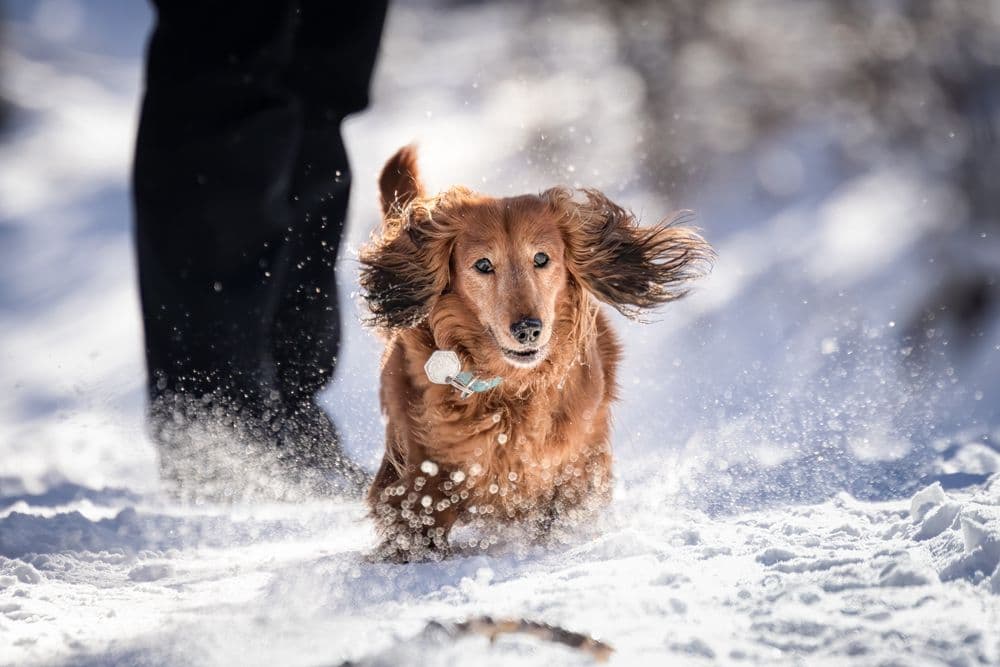 Dachshund and Cold Weather – long-haired Dachshund running through fresh snow with flapping ears and joyful expression – winter adventure outdoors – Dachshund Lovers