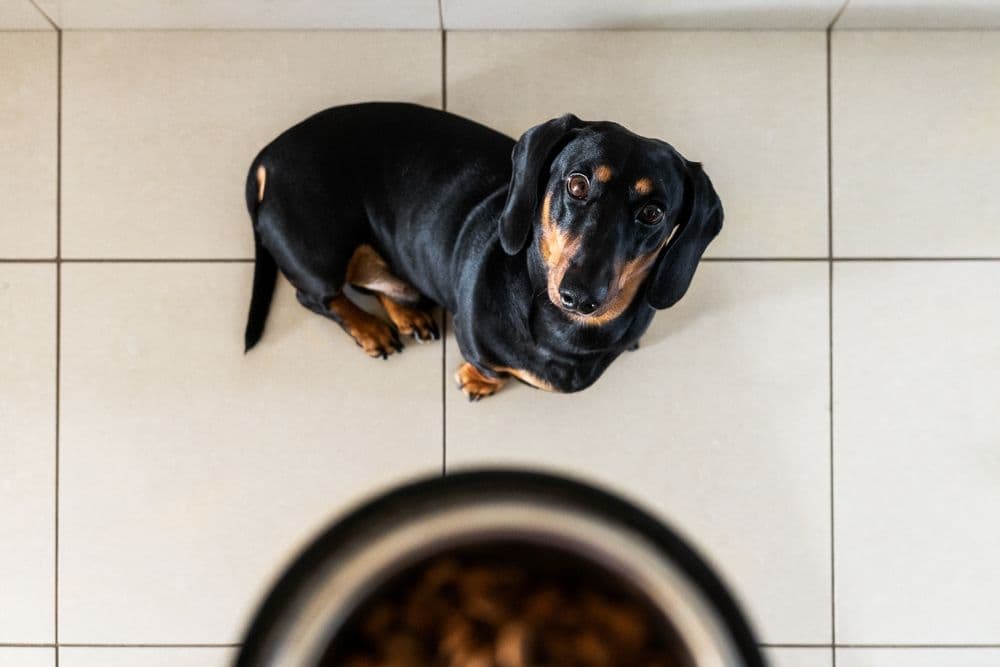 Dachshund Routine – black and tan Dachshund sitting patiently on tiled floor looking up at food bowl – daily feeding time ritual – Dachshund Lovers