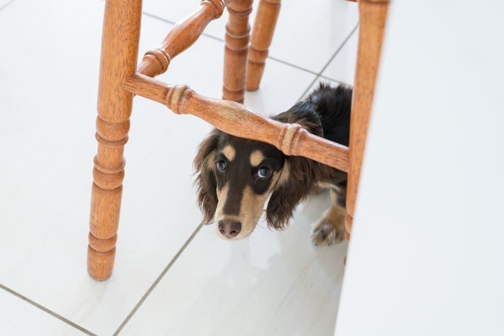 Dachshund Separation Anxiety – long-haired Dachshund hiding under wooden chair indoors – Dachshund Lovers