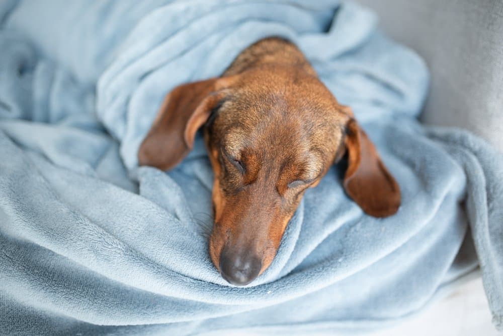 Dachshund Sleeping – brown Dachshund peacefully resting wrapped in a soft blue blanket – Dachshund Lovers