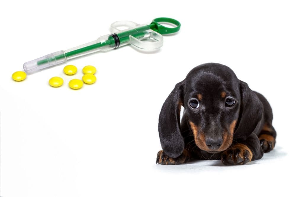 Dachshund Supplements – black and tan Dachshund puppy beside vitamins and a syringe on white background – guide to safe supplements and vitamins for Dachshunds – Dachshund Lovers