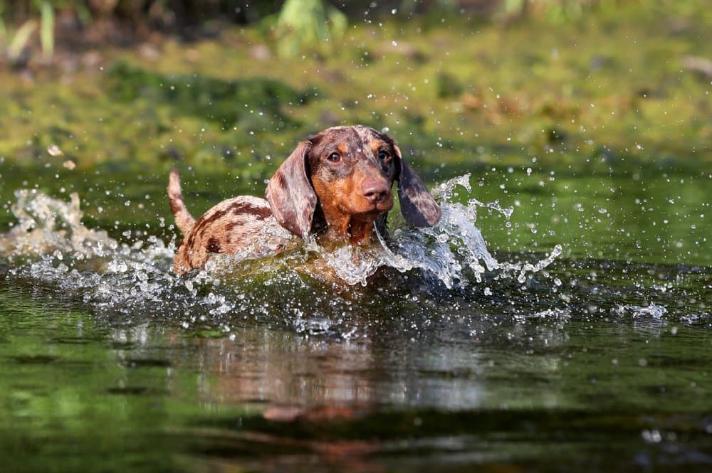 Dachshund Swimming – dapple Dachshund splashing through water during summer swim – Dachshund Lovers