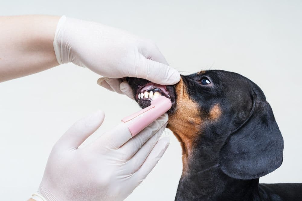 Dachshund Teeth – black and tan Dachshund having its teeth cleaned with toothbrush by vet wearing gloves – Dachshund Lovers