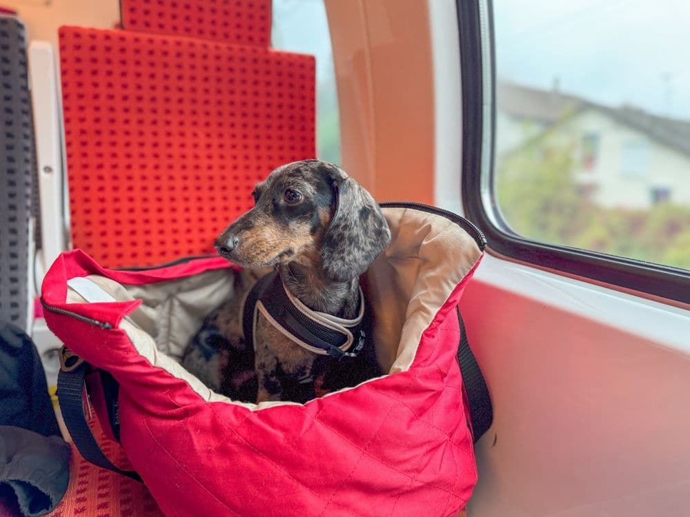 Dachshund Travel Carrier – dapple Dachshund sitting comfortably in a red travel carrier bag on a train seat during journey – Dachshund Lovers