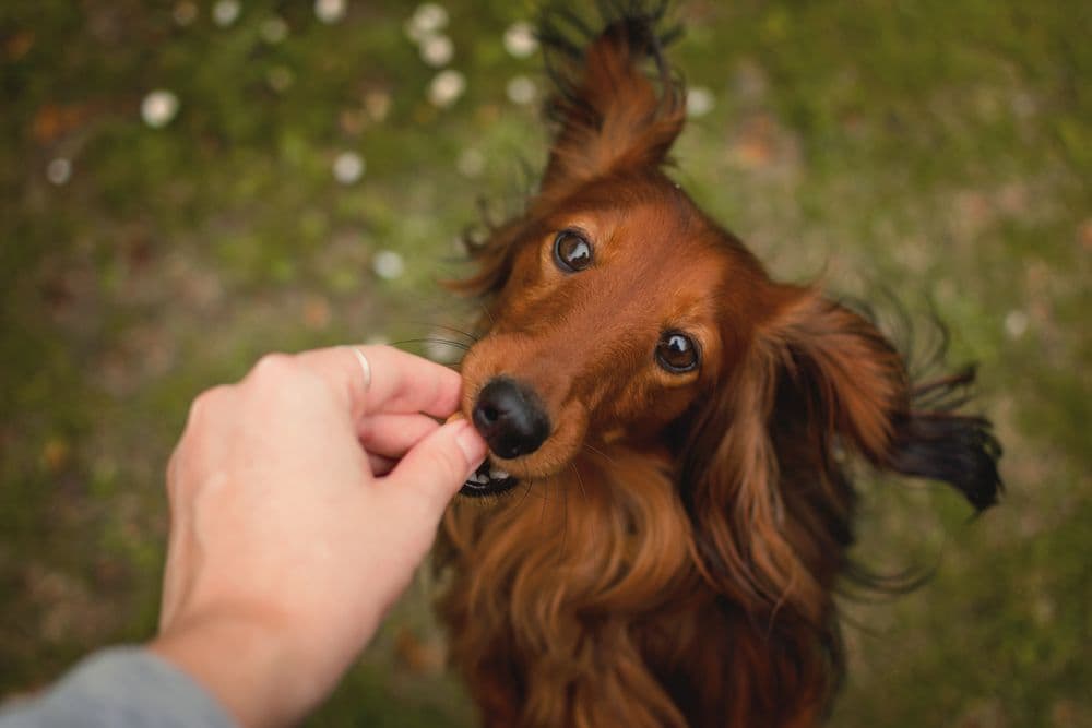 Dachshund Treats – long-haired red Dachshund enjoying a snack outdoors with playful expression – healthy reward treats for Dachshunds – Dachshund Lovers 