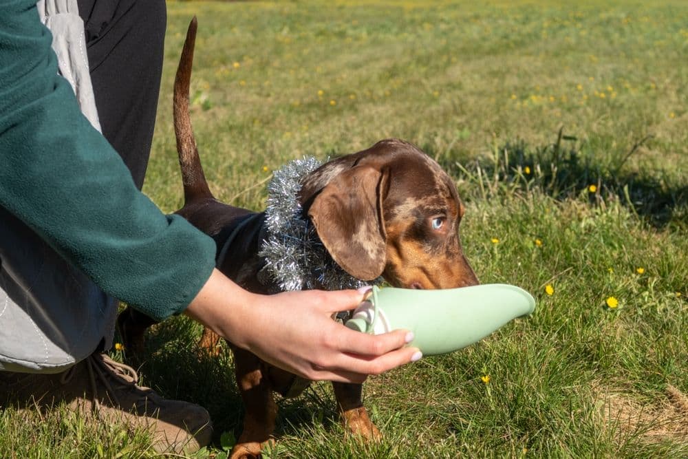 Dachshund Water Intake – dapple Dachshund drinking from portable water bottle outdoors with owner – hydration tips for Dachshunds during walks – Dachshund Lovers