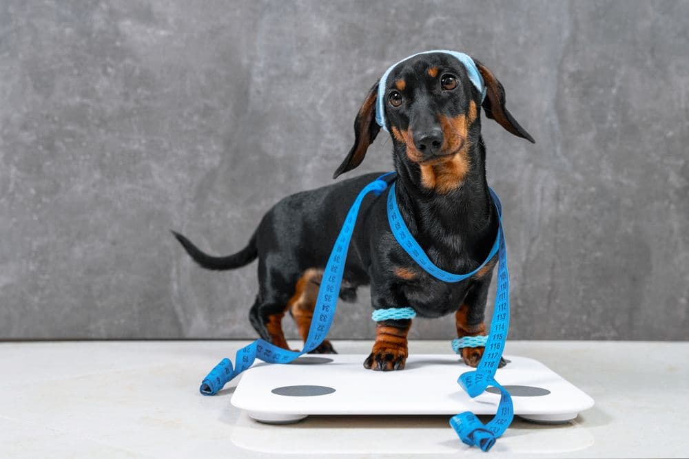 Dachshund Weight Loss – black and tan Dachshund standing on scale with blue measuring tape and headband – promoting healthy weight management and exercise – Dachshund Lovers