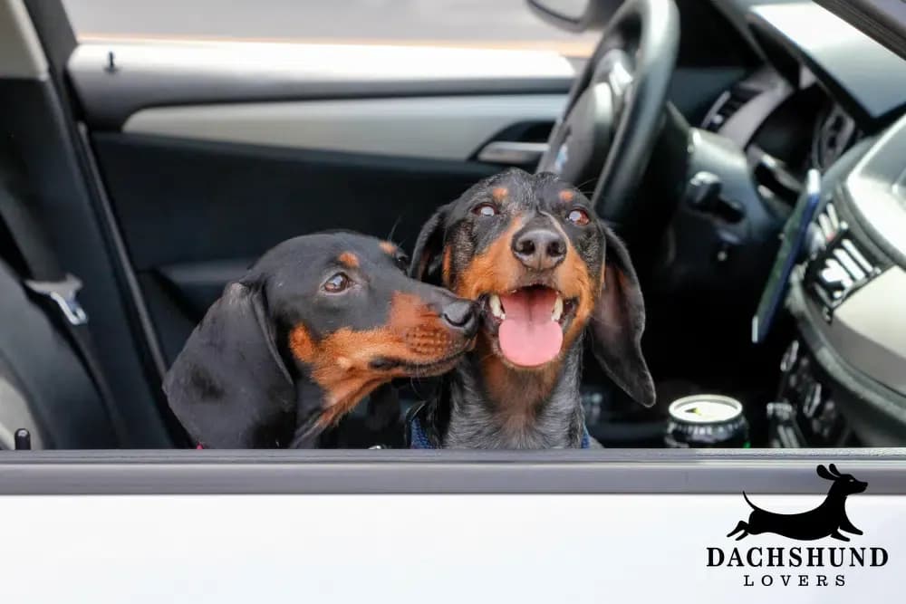 Two happy dachshunds with shiny black and brown coats sit in a car, heads out the window. One is licking the other, conveying joy and affection.