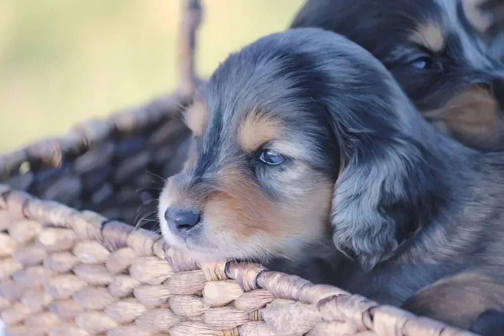 Adorable dapple dachshund puppy resting in a woven basket with soft lighting – Dachshund Lovers
