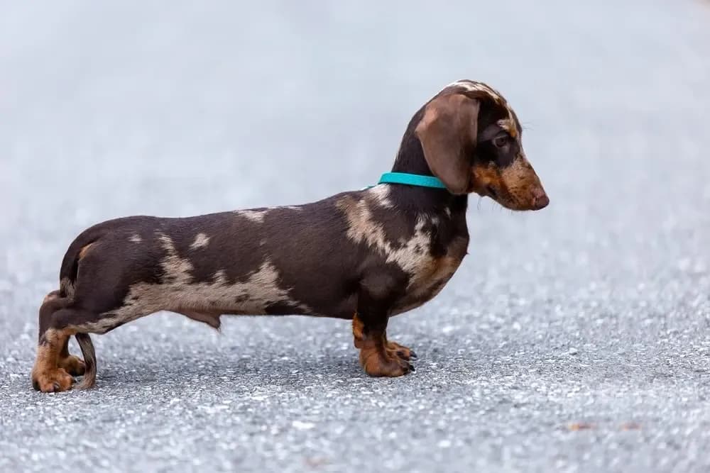 Elegant dapple dachshund with a teal collar standing on a paved road – Dachshund Lovers