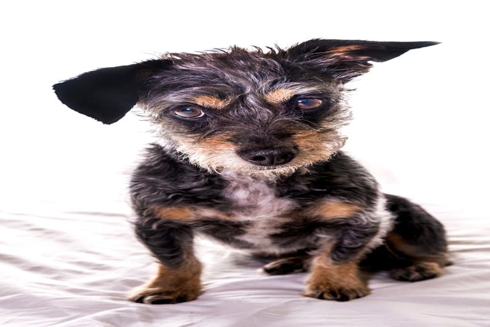 Dapple Dorkie – Yorkshire Terrier Dachshund Mix with dapple coat – Dachshund Lovers