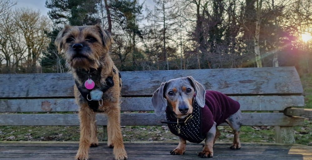 Do Dachshunds Get Along With Other Dogs – silver dapple Dachshund wearing sweater sitting beside terrier on wooden bench outdoors – Dachshund Lovers