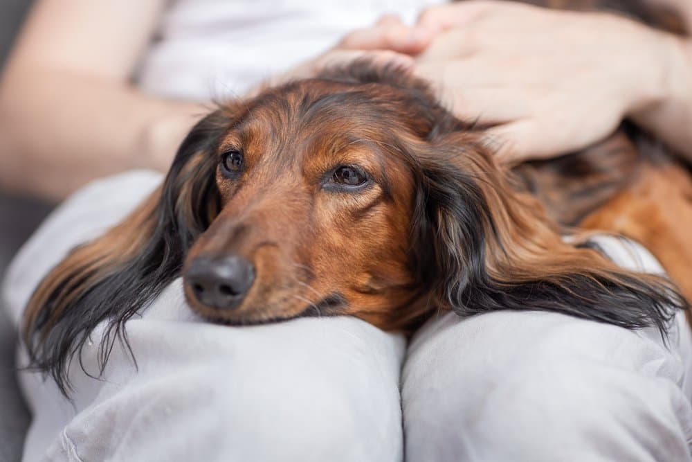 Do Dachshunds Like to Cuddle – long-haired Dachshund resting peacefully on owner’s lap – Dachshund Lovers