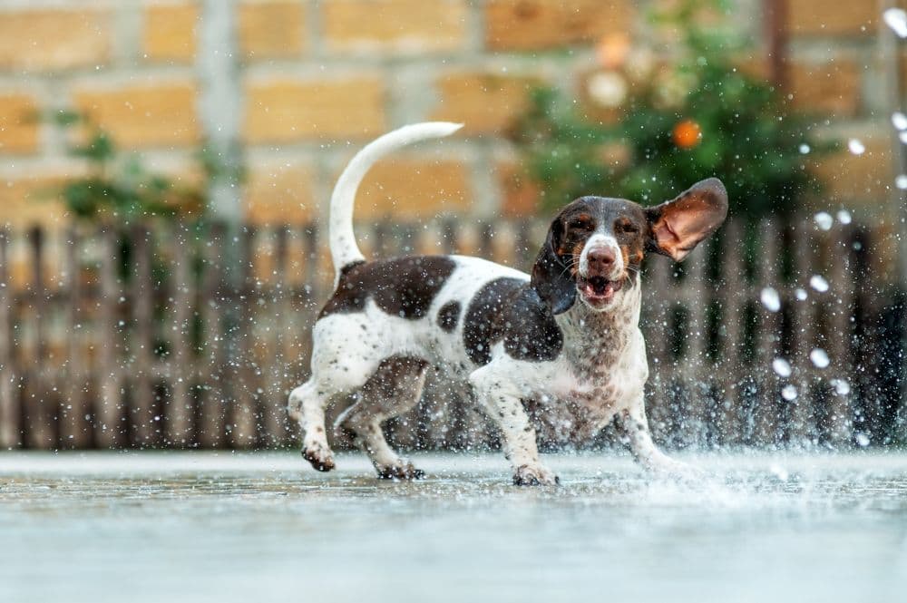 Do Dachshunds Like Water – brown and white Dachshund playing joyfully in garden water sprinkler with splashes around – Dachshund Lovers