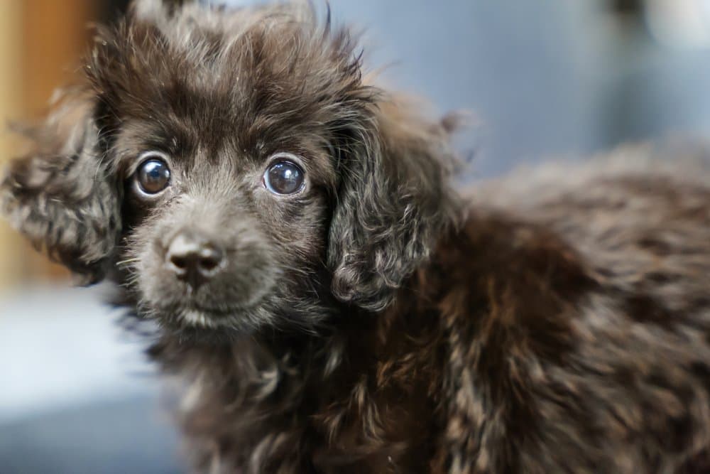 Cute young Doxiepoo with curly dark fur, illustrating their low-shedding coat – Dachshund Lovers