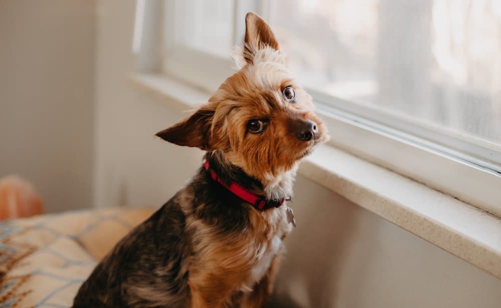 Dorkie Price – Yorkshire Terrier Dachshund Mix sitting by window – Dachshund Lovers