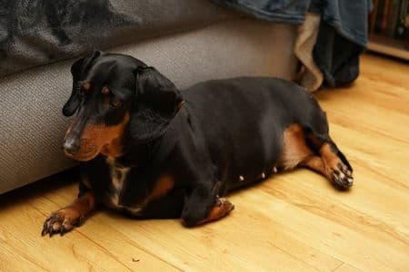 Early Signs of Pregnancy and Phantom Pregnancy – black and tan Dachshund resting on wooden floor showing early pregnancy signs – Dachshund Lovers