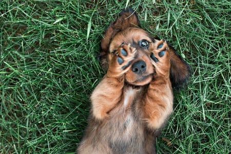 Long-Haired Dachshund Puppies – playful brown long-haired Dachshund puppy lying on its back in green grass – Dachshund Lovers