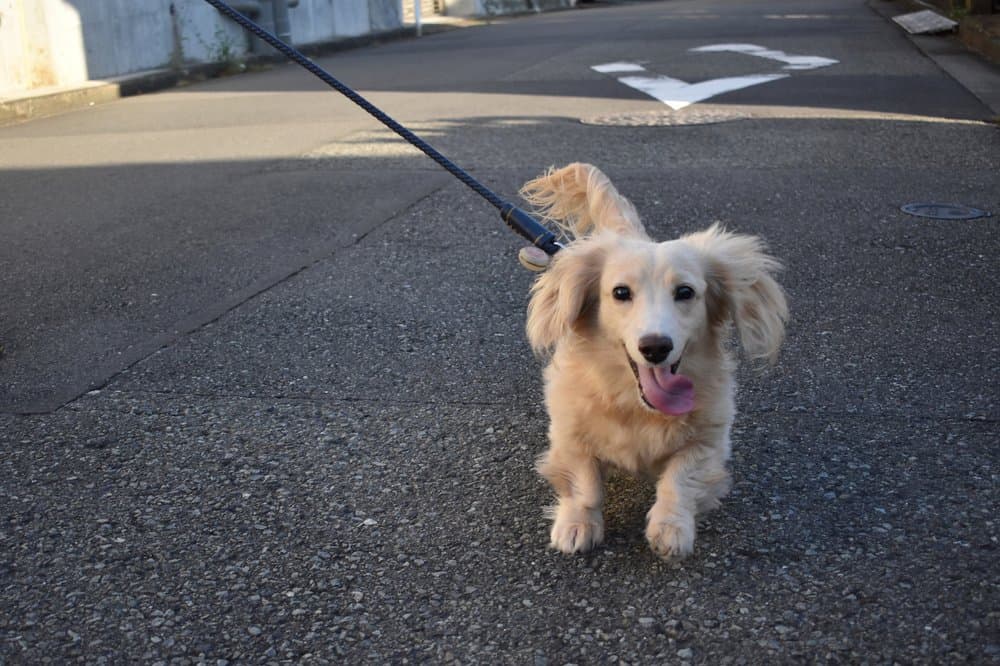 English Cream Mini Dachshund walking outdoors on a sunny day – Dachshund Lovers