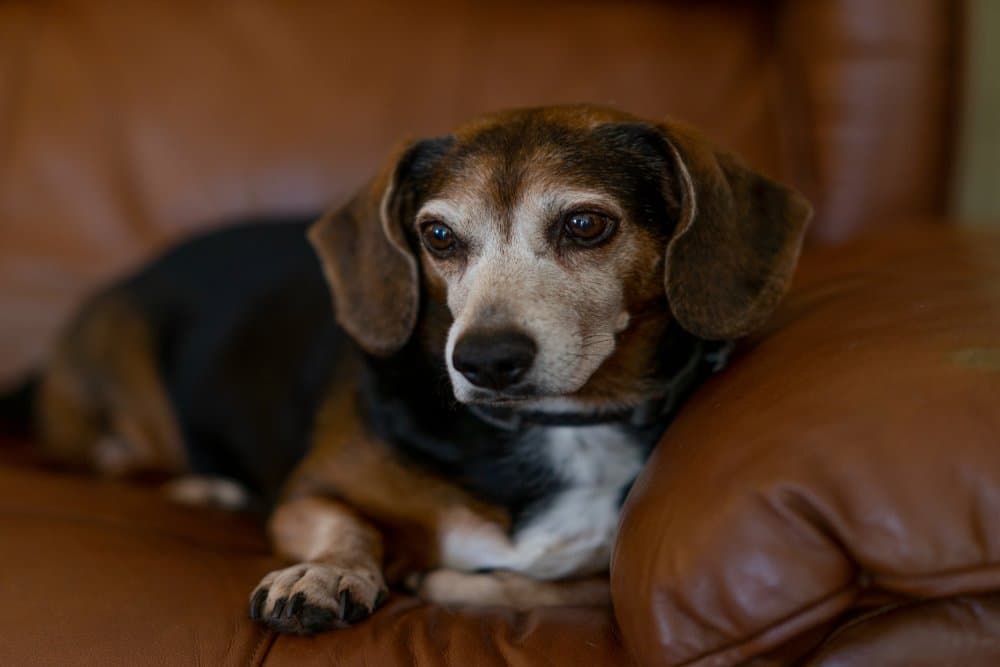 Full Grown Beagle Dachshund Mix resting comfortably on a leather couch indoors – Dachshund Lovers