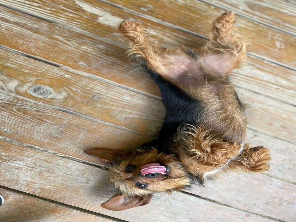  Full Grown Dorkie – Yorkshire Terrier Dachshund Mix lying on wooden floor – Dachshund Lovers