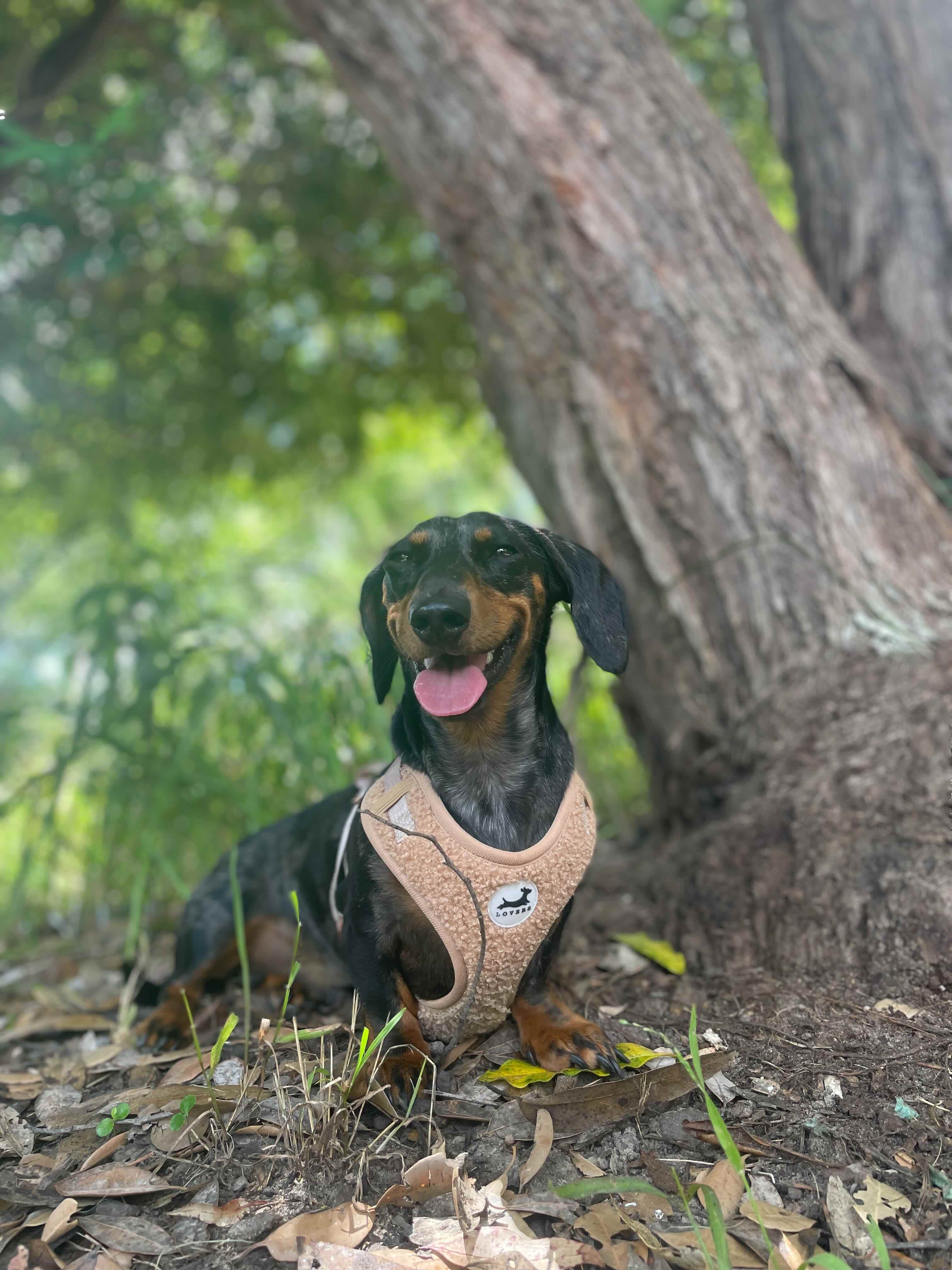 a picture of harvey from dachshund lovers in the national park in the sutherland shire with a dachshund lovers harness 
