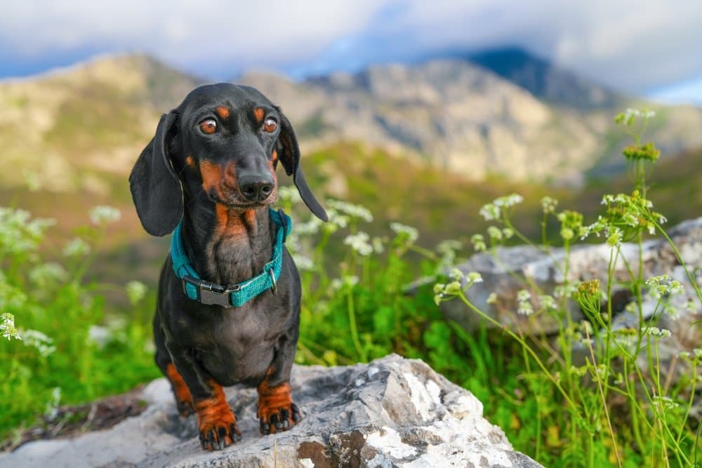 Hiking With Dachshund – black and tan Dachshund wearing a teal harness sitting on a rock in a scenic mountain landscape – Dachshund Lovers