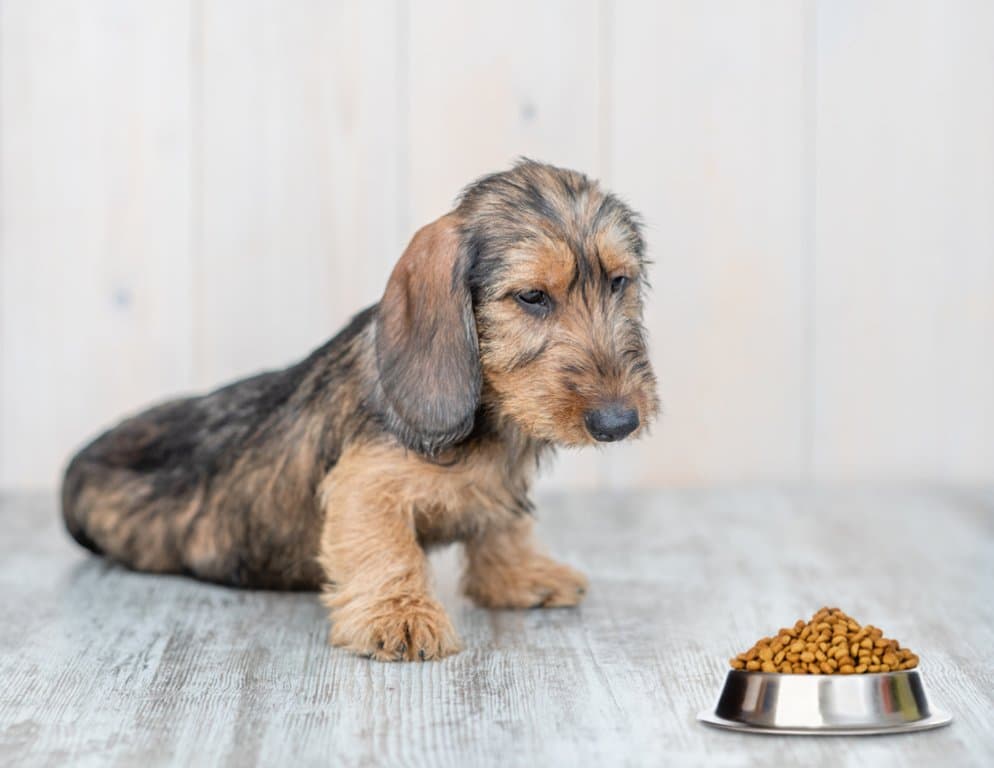 How Much to Feed a Dachshund Puppy – wire-haired Dachshund puppy looking curiously at a bowl of dry dog food – Dachshund Lovers
