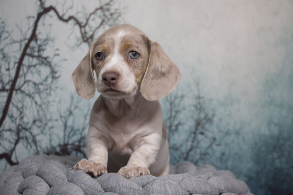 Isabella Blue Dachshund puppy with silver-blue coat – Dachshund Lovers