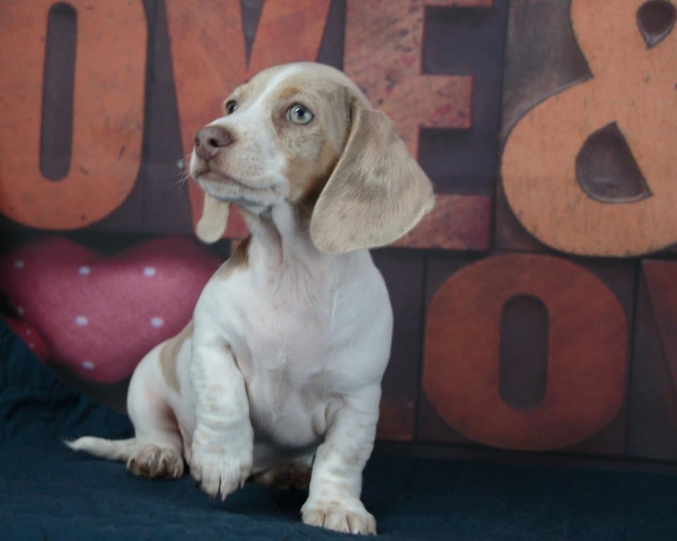 Isabella Dapple Dachshund puppy sitting indoors – Dachshund Lovers