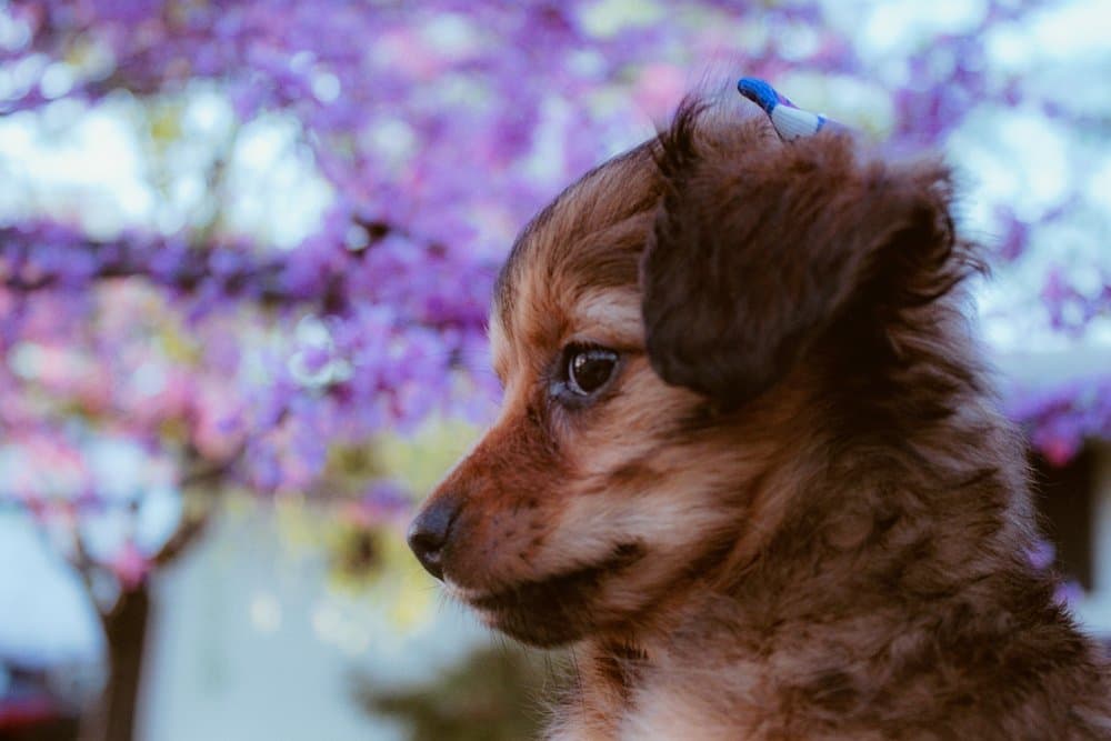 Long-Haired Chiweenie puppy sitting outdoors with a blue bow and purple blossoms in the background – Dachshund Lovers