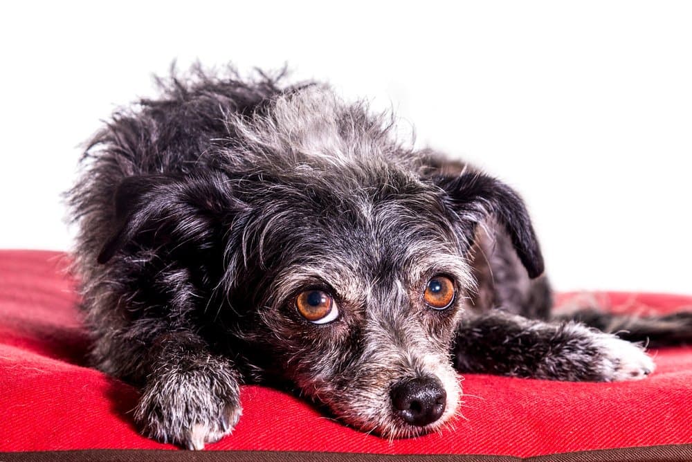 Long Haired Dorkie – Yorkshire Terrier Dachshund Mix lying on red cushion – Dachshund Lovers
