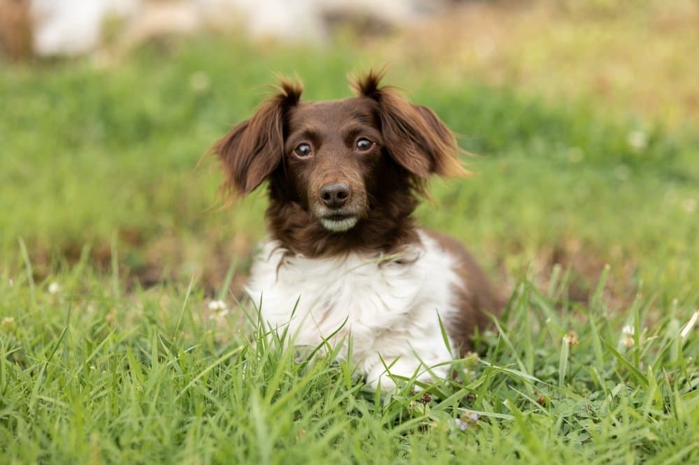 Long-Haired Piebald Dachshund resting on grass – Dachshund Lovers