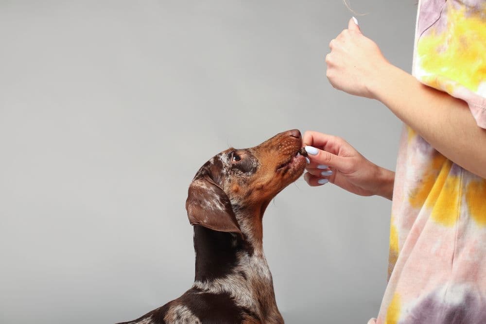 Mini Dachshund Food – dapple Dachshund being hand-fed a treat by owner wearing pastel shirt – best diet and portion size for miniature Dachshunds – Dachshund Lovers