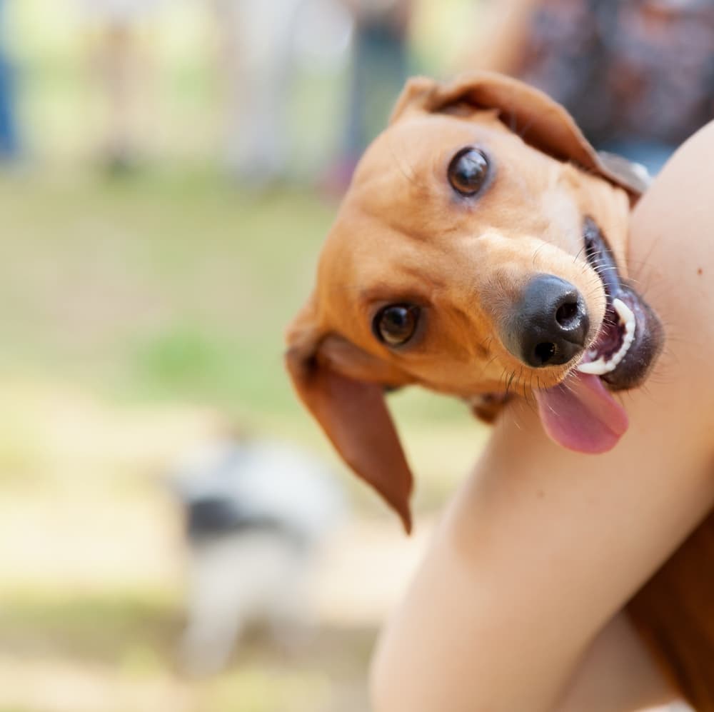 dachshund with tongue out with owner holding - dachshund lovers